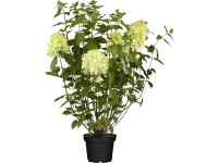 Hortenzia latnatá (Hydrangea paniculata) 