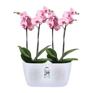 Elho Brussels Orchidee Duo 25 biely s dvoma ružovými orchideami v kvetináči.