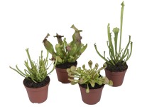 Špirlica mix, pr. kvetináča cca 9 cm