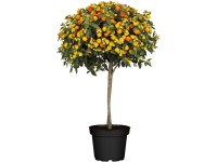 Landgard Lantana menlivá (Lantana camara) cca výška 120-140 cm, pr. 30 cm