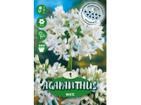 Agapant Africanus biely