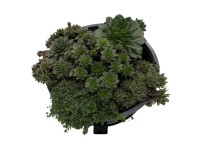 Vonkajšie sukulenty mix 5-10 cm, pr. 23 cm