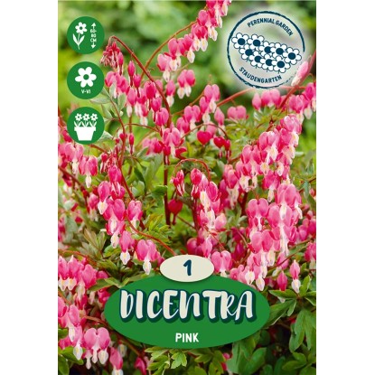 Srdcovka nádherná Spectabilis ružová