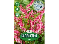 Srdcovka nádherná Spectabilis ružová