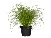 Landgard Šáchor striedavolistý (Cyperus alternifolius) 