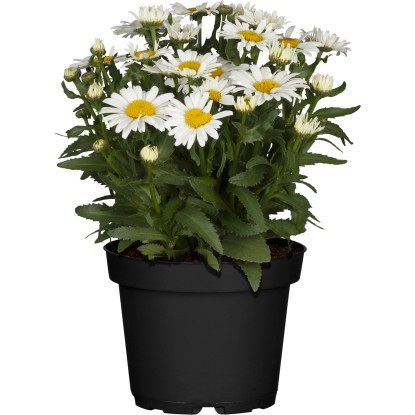OBI Záhradná margaréta priemer kvetináča cca 19 cm Leucanthemum