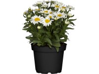 OBI Záhradná margaréta priemer kvetináča cca 19 cm Leucanthemum