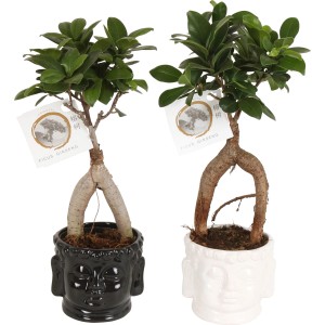 Bonsaj Ficus Ginseng v čiernom a bielom keramickom kvetináči (Ø 11 cm).