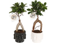 Bonsaj figovníka (Ficus microcarpa) Ginseng, v keram. kvetináči, pr. cca 11 cm