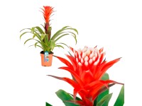 GROW by OBI Guzmánia El Cope s priemerom kvetináča cca 12 cm červená