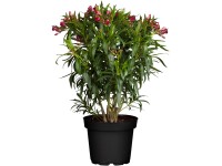 GROW by OBI Oleander obyčajný (Nerium oleander), červený, pr. kv. 20 cm