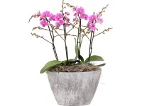 Aranžmán orchideí motýľ. (Phalaenopsis), v keram. nádobe, ružové, pr. cca 27 cm