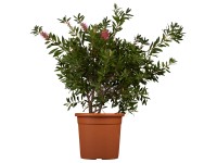 GROW by OBI Tyčinkovec citrónový (Callistemon citrinus) výška 20-30 cm, 3 l