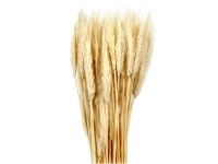 NOHEL GARDEN Sušená dekorácia Triticum - pšenica prírodná 40 g