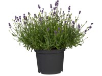 GROW by OBI Levanduľa úzkolistá (Lavandula angustifolia) kvetináč pr. 23 cm