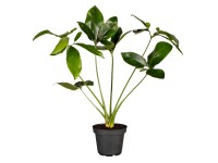 Alokzia priemer kvetina cca 11 cm Alocasia zebrina