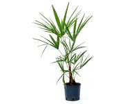 GROW by OBI Palma konopná (Trachycarpus fortunei) cca výška 25 cm, 2 l