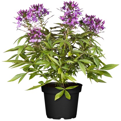 Landgard Strukovnica tŕnistá (Cleome spinosa) "Senorita Rosalita"10-20cm,pr.12cm