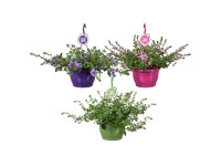 GROW by OBI Vejárovka nezlomná (Scaevola aemula), pr. kv. cca 25 cm