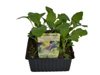 Landgard Kaleráb mix (Brassica oleracea var. gongylodes) 6 ks v miske