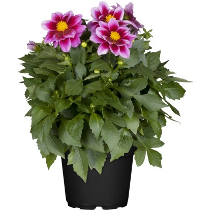 Grow by OBI Georgína (Dahlia Hybride), pr. kvetináče cca 13 cm