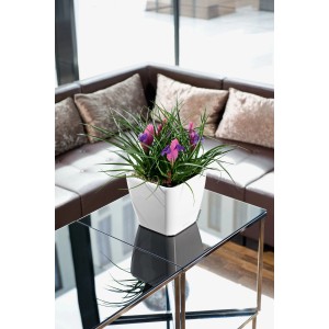 Biely, lesklý kvetináč Lechuza Quadro Premium LS (22x22x21 cm) s rastlinami na stole.