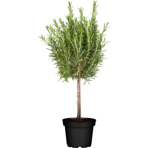 GROW by OBI bylinný kmeň v kvetináči, cca 14 cm Ø, s rozmarínom. Bylinky pre stredomorskú kuchyňu.