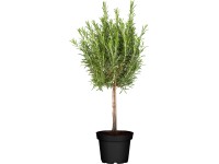 GROW by OBI Výber byliniek na kmienku rôzne druhy pr. cca 14 cm