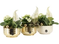 Zimné aranžm. kolopejky, šplhavnice a koreničky v ker.kv., rôzne druhy, pr. 14cm