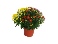 MONTANO Chryzantéma (Chrysanthemum multiflora) trojfarebná, pr. cca 15 cm