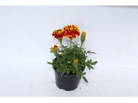 CZ-FLORA Aksamietnica rozložitá (Tagetes patula) rôzne pr. cca 9 cm CZ-FLORA Aksamietnica rozložitá (Tagetes patula) rôzne pr. cca 9 cm