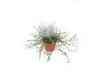 CZ-FLORA Drôtovec (Calocephalus) + Mulenbekia (Muehlenbeckia) pr. cca 13 cm