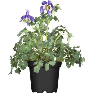 Ostružnica ostrohatá (Aquilegia) v kvetináči s modrobielymi kvetmi a zelenými listami.