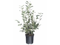 Kamélia japonská priemer kvetináča cca 13 cm rôzne farby