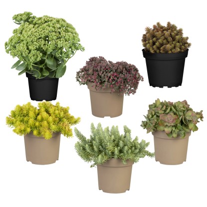 Landgard Rozchodník (Sedum) mix pr. cca 15 cm