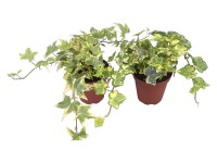 Brečtan popínavý priemer kvetináča cca 9 cm žltý pestrý