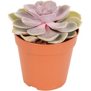 Rôzne sukulenty v kvetináči, priemer cca 12 cm.