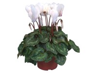 Cyklámen perzský Midi s priemerom kvetináča cca 10,5 cm biely