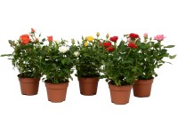 Royal Lemkes Ruža (Rosa) 