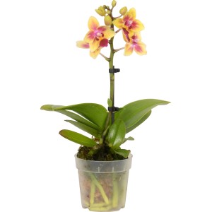 Miniatúrna motýlia orchidea (Phalaenopsis) v kvetináči, žlto-červené kvety. Kompaktná izbová rastlina.