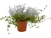 Kombinácia zmesi rastlín 2 v 1 priemer kvetináča cca 12 cm