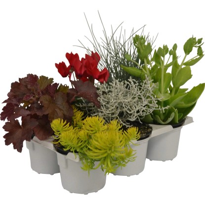 Mix 6 jesenných rastlín s okrasnou trávou priemer kvetináča cca 9 cm