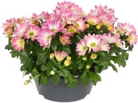 OBI Chryzantéma v miske 