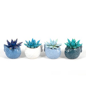 Výber farbených sukulentov Echeveria v dekoratívnych keramických kvetináčoch v tvare ryby, modré/biele, so škvrnami. Ø kvetináča 6 cm.