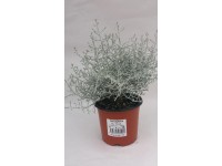 Krásnohlávok (Calocephalus) drôtovec, pr. kv. 11 cm