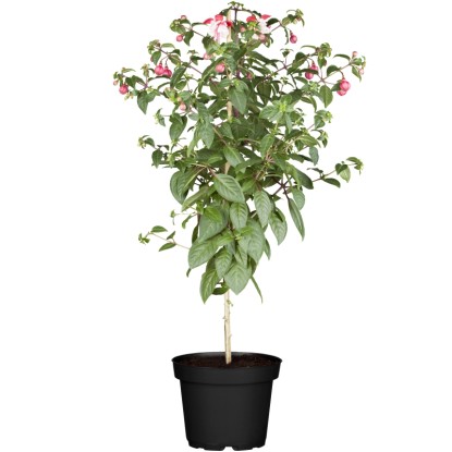 Landgard Fuchsia (Fuchsia) na kmienku cca výška 50-70 cm, pr. 25 cm