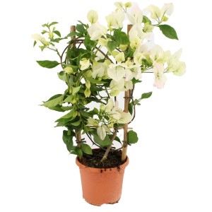 Bugenvilea na mreži, výška cca 55 cm v kvetináči. Kvitnúca popínavá rastlina s bielymi kvetmi.