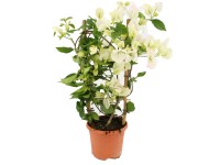 Bugenvilea (Bougainvillea), rôzne farby, výška cca 55 cm, pr. kv. cca 17 cm Bugenvilea (Bougainvillea), rôzne farby, výška cca 55 cm, pr. kv. cca 17 cm