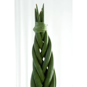 Pletená Tenura Sansevieria zeylanica v kvetináči 12 cm.