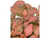 Fitónia rôzne druhy výška cca 5 - 10 cm priemer kvetináča cca 6 cm Fittonia